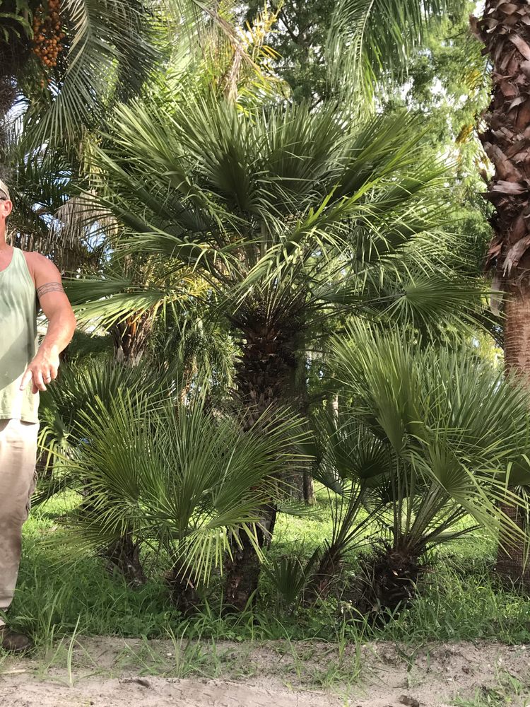 PALM TREES BY TRENT Updated September 2024 3908 Southside Blvd