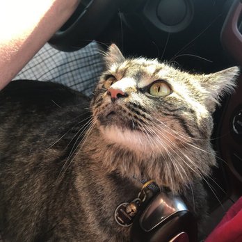 Zeus' Place - IQ on our trip - Pet Sitting Near Me - New Orleans, Louisiana