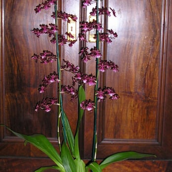 Orchid Express - Oncidium orchids are wonderful and delicate. They come in muted colors. This one is a Sharry Baby and it smells similar to chocolate! - Florists Near Me Orchid Express - Oncidium orchids are wonderful and delicate. They come in muted colors. This one is a Sharry Baby and it smells similar to chocolate! - Florists Near Me