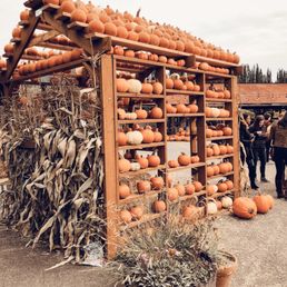 Pumpkin House Pumpkin House