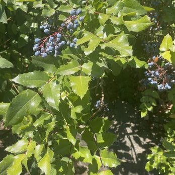 Talking Water Gardens - The Oregon State Grape! - Parks Near Me - Albany, Oregon