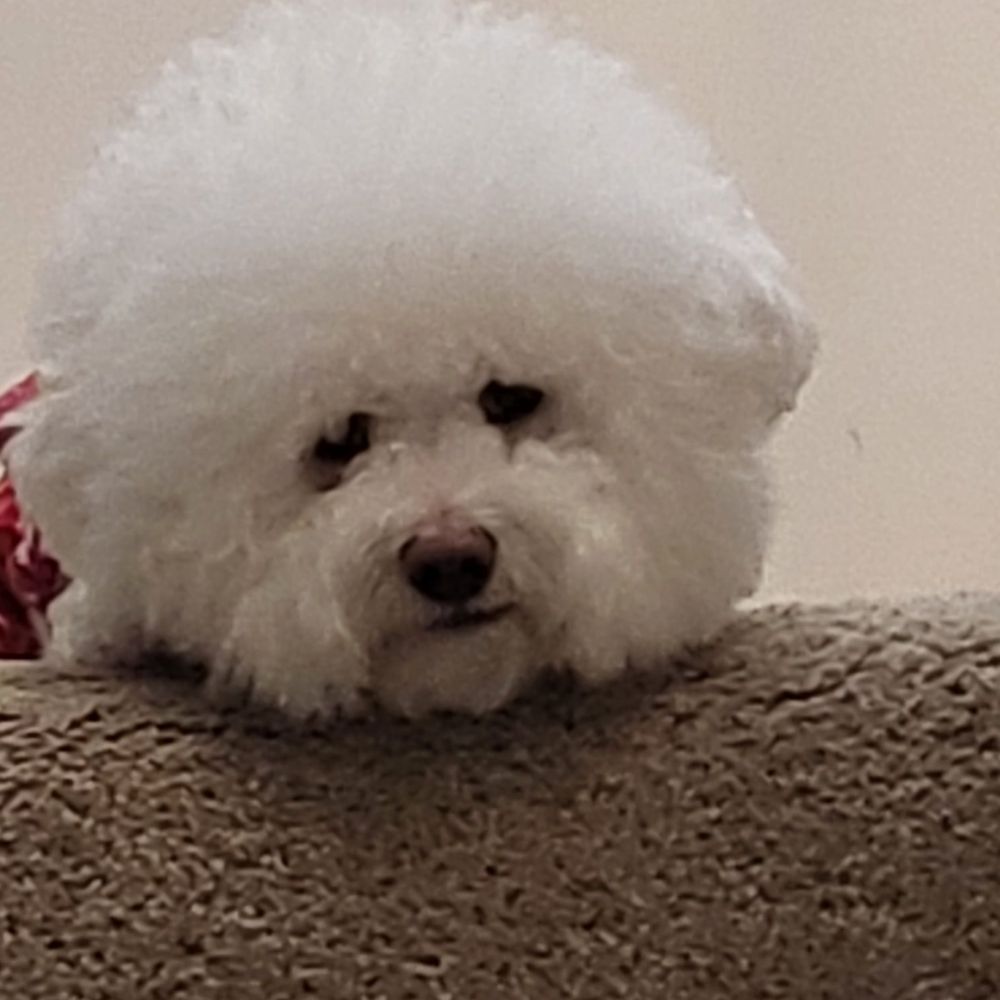 PetSmart - This is 2 days after Moana was bathed and brushed.  Christina brushes Moana better than I. - Pet Training Near Me - Rosemead, California