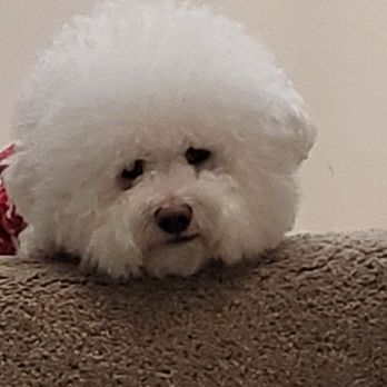 PetSmart - This is 2 days after Moana was bathed and brushed.  Christina brushes Moana better than I. - Pet Training Near Me - Rosemead, California