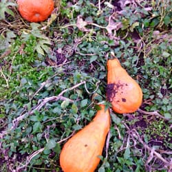 Chilliwack Corn Maze - Pumpkins of all shapes and sizes!