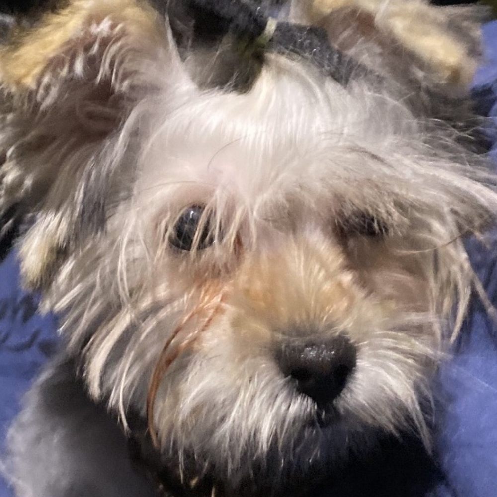 Calling All Paws - Pet Groomers Near Me - Las Vegas, Nevada Calling All Paws - Pet Groomers Near Me - Las Vegas, Nevada