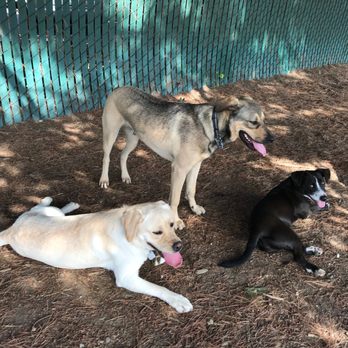 ActivDogs - Hanging with her buddies - Dog Walkers Near Me - Daly City, California