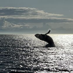Prince of Whales - Majestic