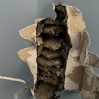 Orkin - Wasps nest - Pest Control Near Me - Woodland Park, New Jersey Orkin - Wasps nest - Pest Control Near Me - Woodland Park, New Jersey