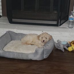 My new baby Nala. My new baby Nala.