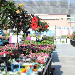 Cornelius Nursery