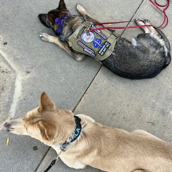 Fidelis K9 Training - Pet Training Near Me - Orangevale, California
