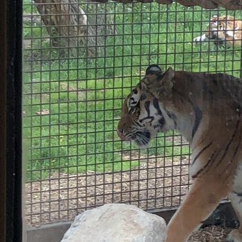 Wilder Institute Calgary Zoo - Rawr! - Zoos Near Me - Calgary, Alberta Wilder Institute Calgary Zoo - Rawr! - Zoos Near Me - Calgary, Alberta