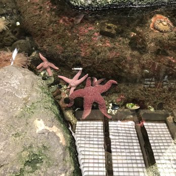 SEA Discovery Center - Aquariums Near Me - Poulsbo, Washington SEA Discovery Center - Aquariums Near Me - Poulsbo, Washington