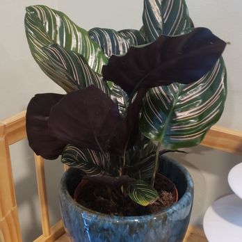 Plantiitas - Home Decor Near Me - Long Beach, California