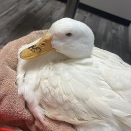 Boots the Jumbo Pekin receiving bumble foot treatment. Boots the Jumbo Pekin receiving bumble foot treatment.
