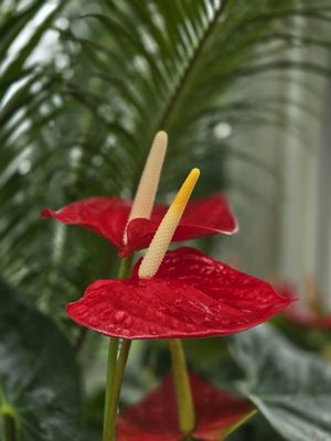 Volunteer Park Conservatory by null