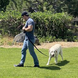 Bark Busters - Leash work made easy
