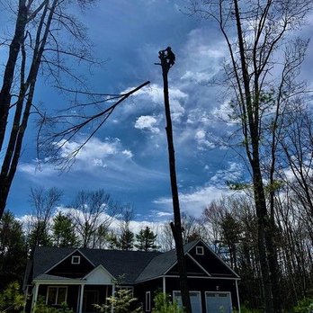 Petrella Tree Service - Tree Services Near Me Petrella Tree Service - Tree Services Near Me