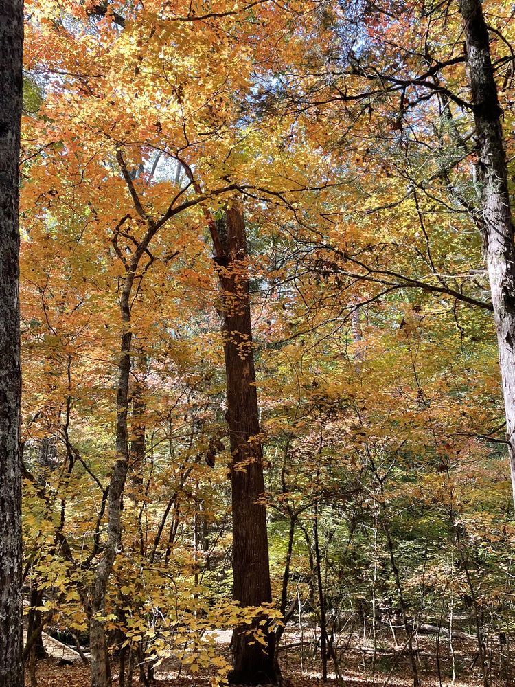 Musgrove Mill State Historic Site Image