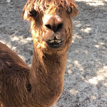 LunaSea Alpaca Farm - Attraction Farms Near Me - Clermont, Florida LunaSea Alpaca Farm - Attraction Farms Near Me - Clermont, Florida