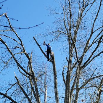 Eduardo's Tree Service - a man working on a tree - Tree Services Near Me - Forest Grove, Oregon
