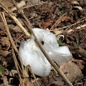 Emma Long Park Turkey Creek Trail - Lots of frostweed ice sculptures to see during a morning hike after overnight temps in the 20s. - Hiking Near Me - Austin, Texas