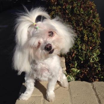 Top Dog - She's always so happy when I pick her up! He really cares about the dog!! - Pet Groomers Near Me Top Dog - She's always so happy when I pick her up! He really cares about the dog!! - Pet Groomers Near Me