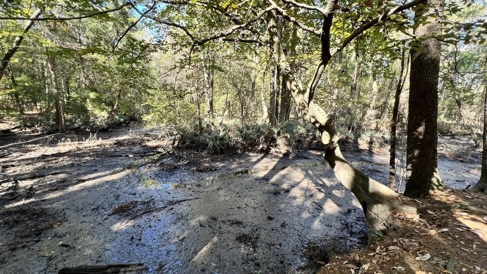 Sawmill Branch Trail - equestrian in Summerville, SC