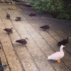 Bulimba Ferry Terminal - Ducks and a water dragon hanging out