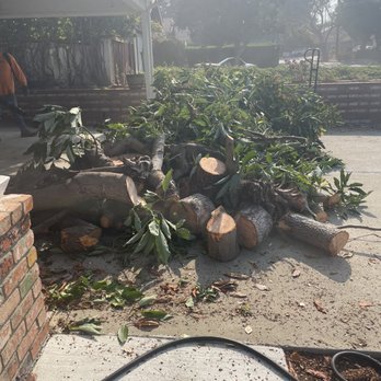Aztec Tree Service - Wood! - Tree Services Near Me