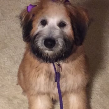 Fur De Leash - "Phoebe" my now 4.5 month Soft Coated Wheaten from Fur de leash - Pet Stores Near Me - St. George, Utah