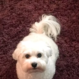Chachi now sits and STAYS! Might not be a huge trick but for my guy, it WAS! He is watching me for his next signal & reward of praise.