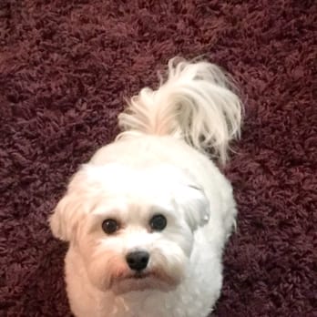 Manners Please Canine Training & Pet Assistant - Chachi now sits and STAYS! Might not be a huge trick but for my guy, it WAS! He is watching me for his next signal & reward of praise. - Dog Walkers Near Me