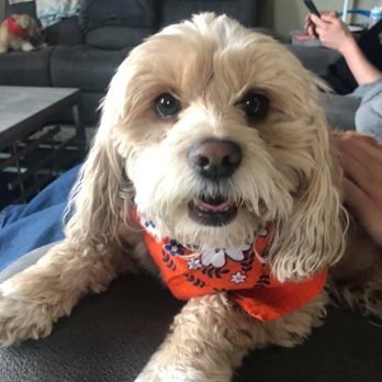 Baxters Pet Grooming - My cute little ZsaZsa - Pet Groomers Near Me - Lancaster, California Baxters Pet Grooming - My cute little ZsaZsa - Pet Groomers Near Me - Lancaster, California