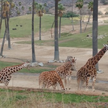 Africa Tram - Zoos Near Me - Escondido, California