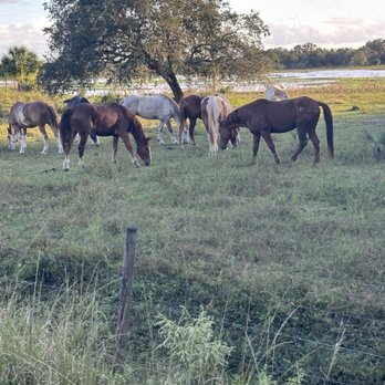 Westgate River Ranch Resort & Rodeo - The beautiful well taken care of horses - Resorts Near Me - River Ranch, Florida Westgate River Ranch Resort & Rodeo - The beautiful well taken care of horses - Resorts Near Me - River Ranch, Florida