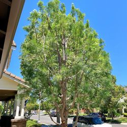 Diego’s tree care services - After tree trimming