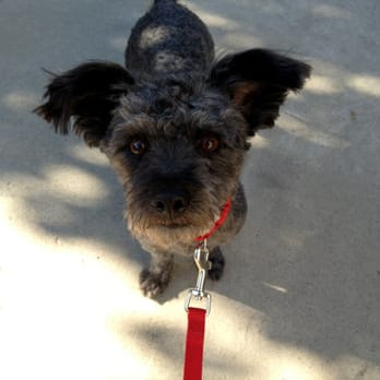 Splash Doggie - Pet Groomers Near Me - Burbank, California Splash Doggie - Pet Groomers Near Me - Burbank, California