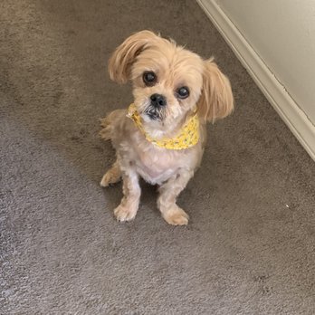 Pro Pet Club - Summer cut for Benji! - Pet Groomers Near Me - La Habra, California