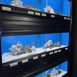 New School Aquatics
