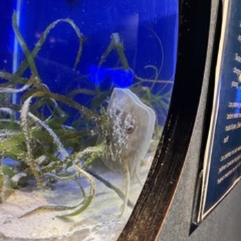 Birch Aquarium - Aquariums Near Me - La Jolla, California