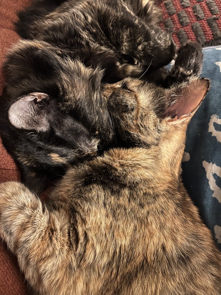 GET OUT OF TOWN! PROFESSIONAL PET CARE Updated August 2024 25