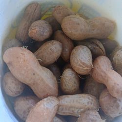 Circle K - Boiled Peanuts