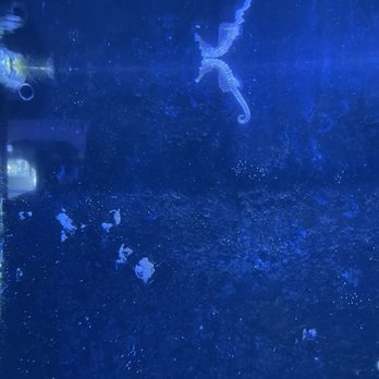 Key West Aquarium - Aquariums Near Me - Key West, Florida