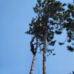 Stuckman Tree Experts