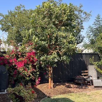 Moon Valley Nurseries - New tree! - Nurseries & Gardening Near Me - Gilroy, California Moon Valley Nurseries - New tree! - Nurseries & Gardening Near Me - Gilroy, California