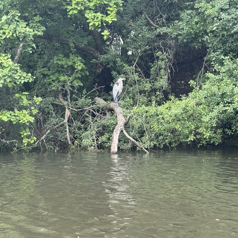 Chicago River Canoe & Kayak - Heron - Boating Near Me - Chicago, Illinois Chicago River Canoe & Kayak - Heron - Boating Near Me - Chicago, Illinois
