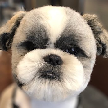 Ashley's Pet Artistry - Pet Groomers Near Me - Salem, Oregon