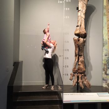 Royal Tyrrell Museum - How do you measure up to a Camarasaurus - Museums Near Me - Drumheller, Alberta Royal Tyrrell Museum - How do you measure up to a Camarasaurus - Museums Near Me - Drumheller, Alberta
