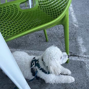 Fern Bar - Dog friendly outdoor patio - Bars Near Me - Sebastopol, California